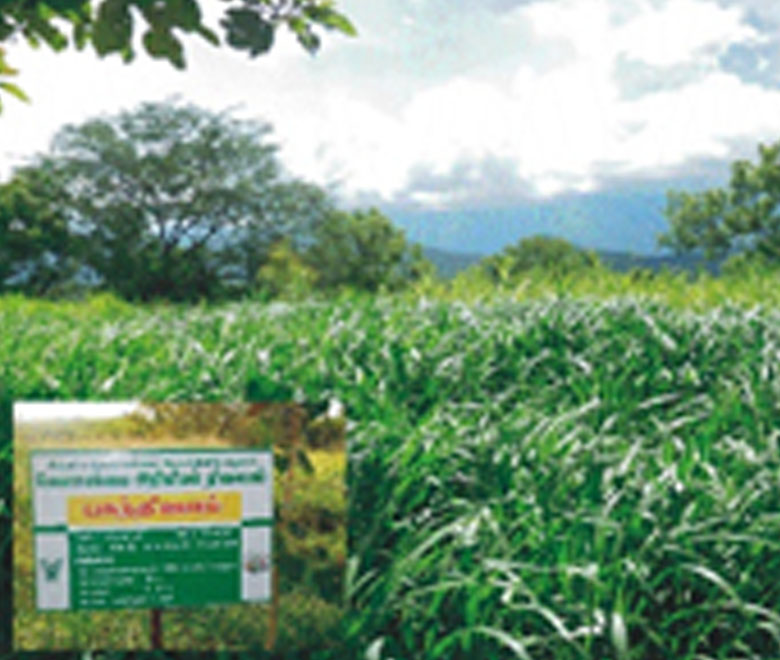 Daily Market Information DMI